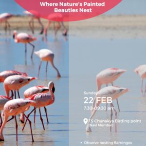 Pink Paradise - 22Feb - Add on Parent