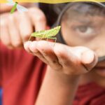 Insect Safari - 21st Feb