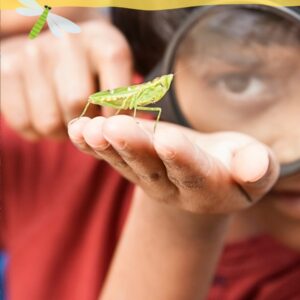 Insect Safari - 21st Feb