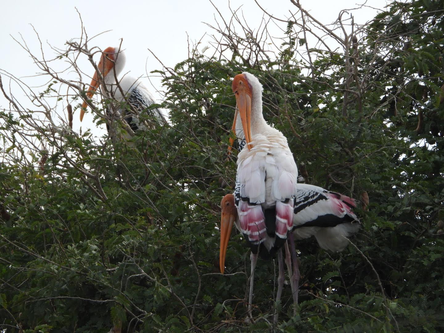 Bengaluru - Stork Haven - 29th March - Image 2