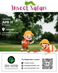 Bengaluru - Insect Safari - 11th April