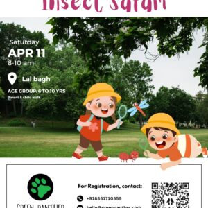 Bengaluru - Insect Safari - 11th April