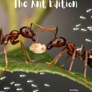 Bengaluru - Nature Architect - Ant Edition - 17th May