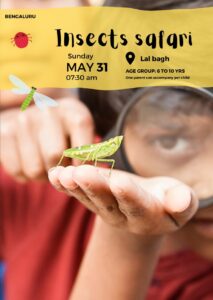 Bengaluru - Insect Safari - 31st May
